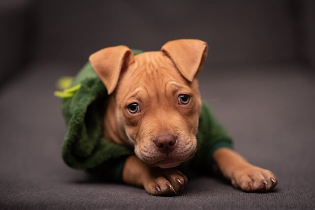 pocket pitbull puppy