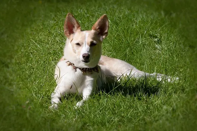 are doritos safe for dogs