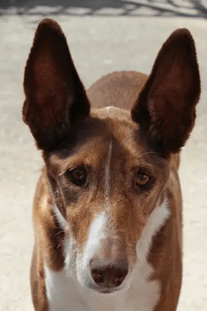 Podenco Canario