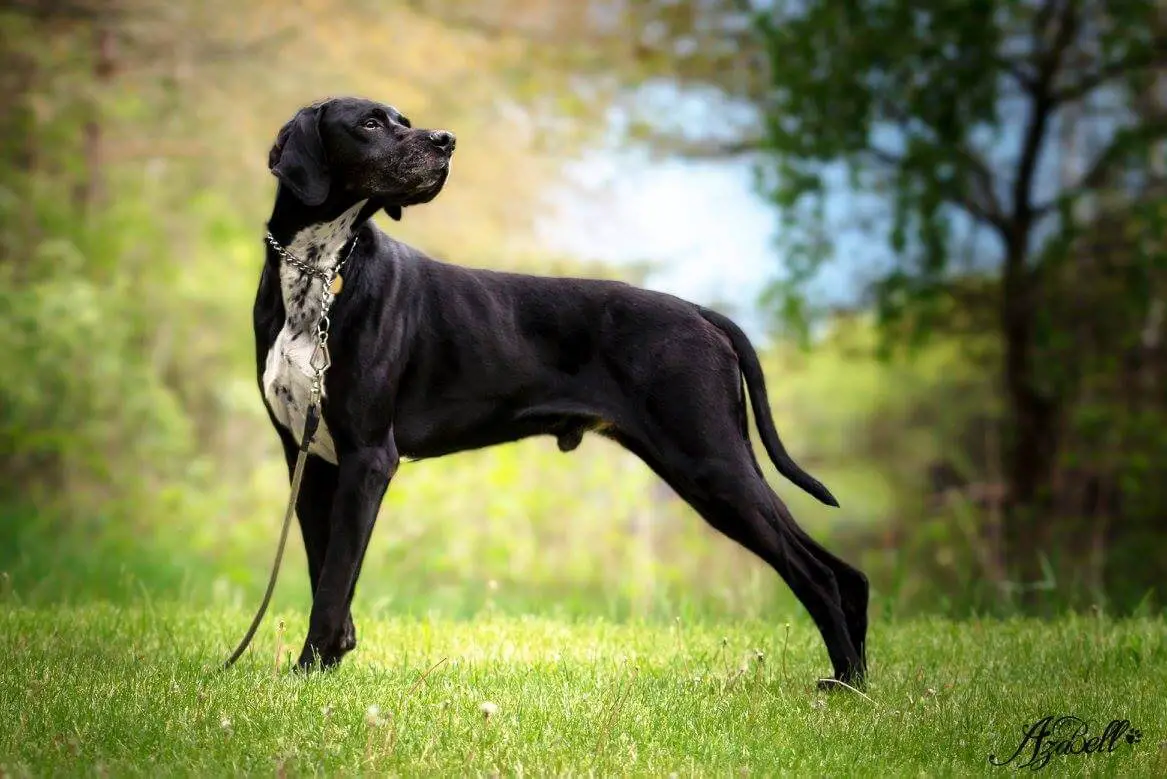 pointer dog