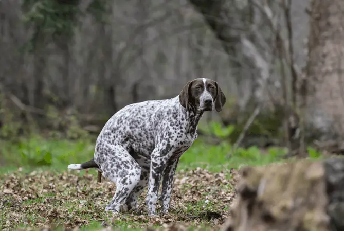 pointer pooping