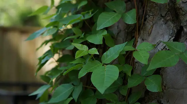 poison ivy leaf on tree