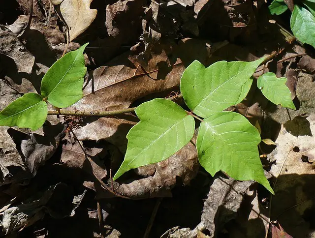 poison-ivy vines