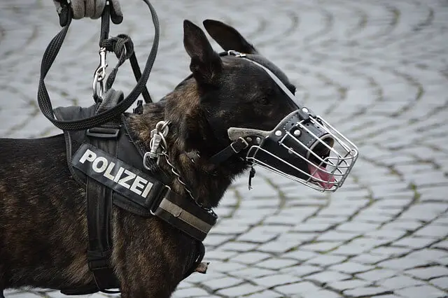 police dog with a muzzle