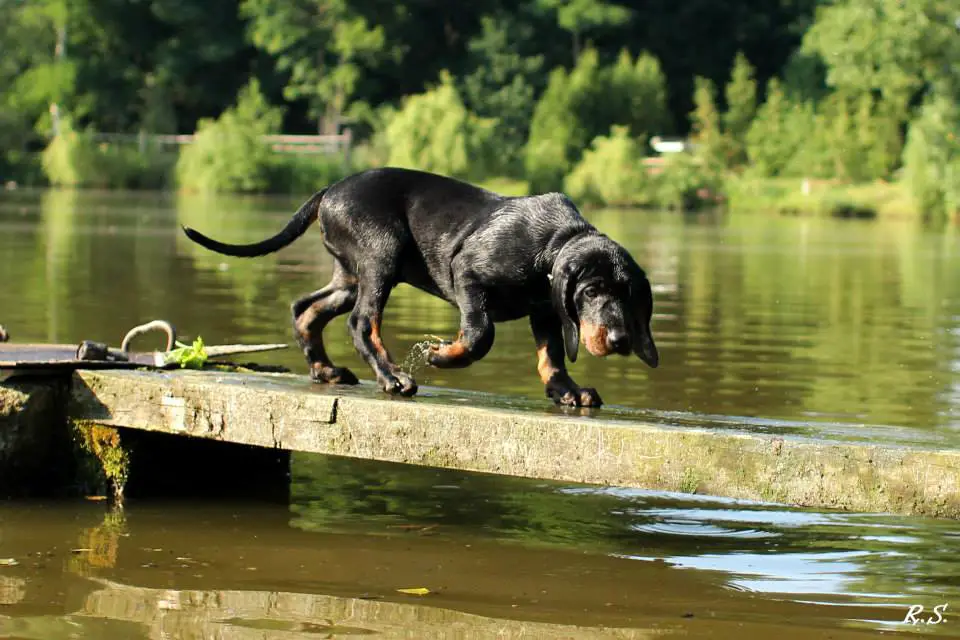 Polish hunting dog