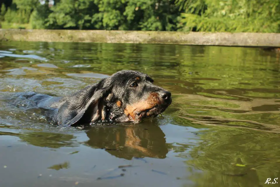 Polish Hounting dog in river