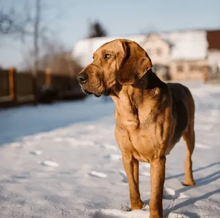 polish hound profile