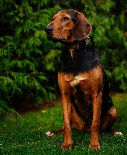 polish hound sitting