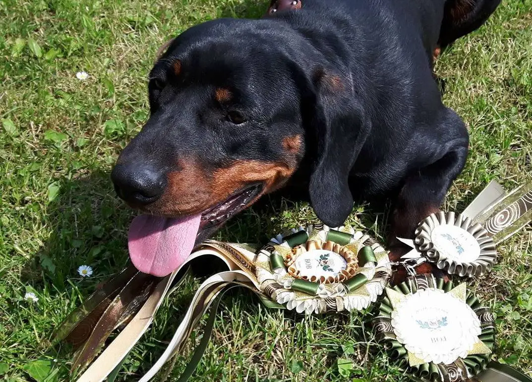 Polish Hunting dog with rozetes