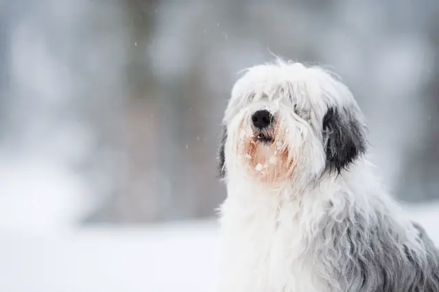 Polish Lowland Sheepdog