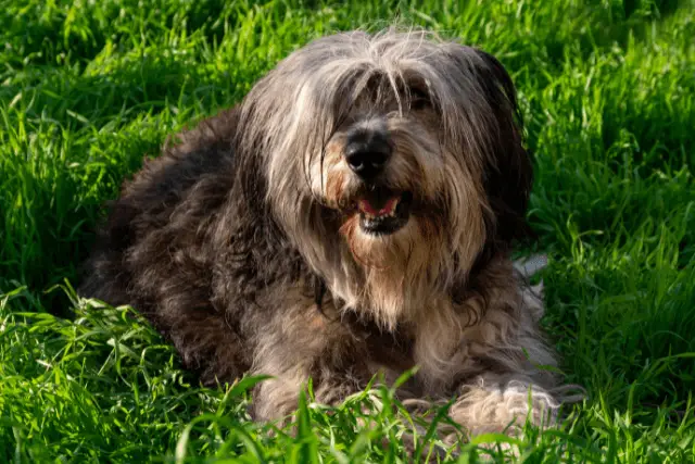 Polish Lowland Sheepdog