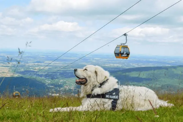 Polish Tatra Sheepdog