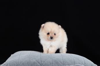 are pomeranians low maintenance