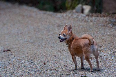 pomchi dog looking