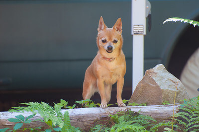 pomchi in nature