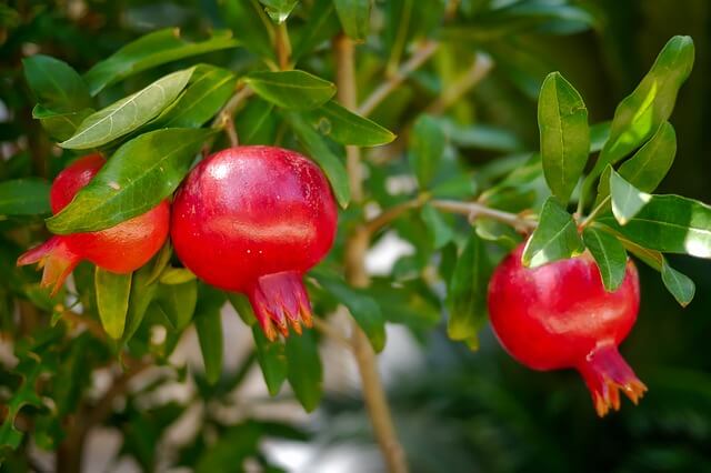 pomegranate fruit