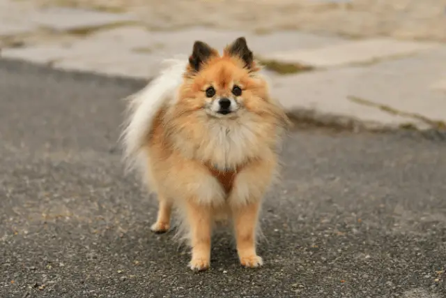 Pomeranian