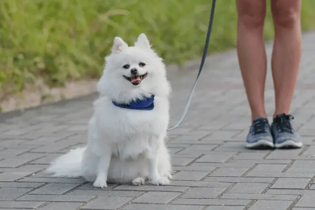 Pomeranian