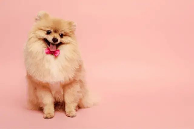 Pomeranian