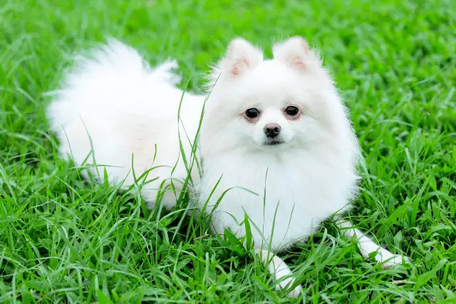 Pomeranian