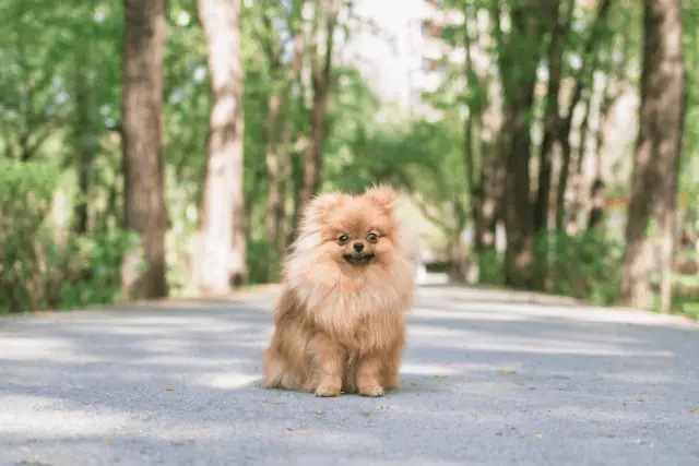 Pomeranian