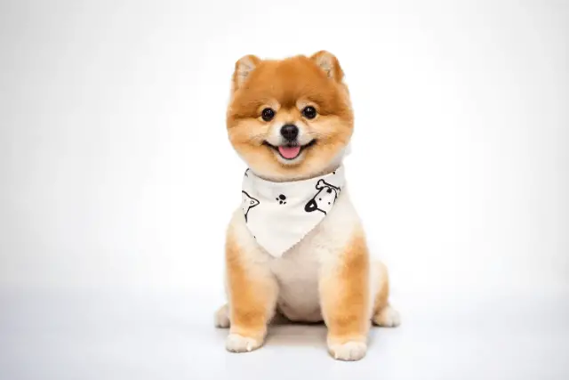 Pomeranian