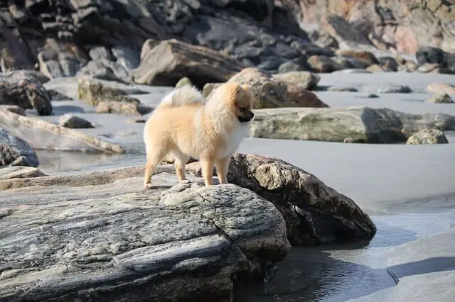 pomeranian