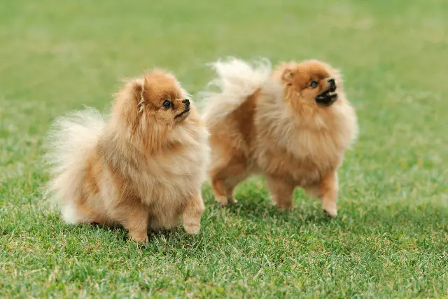 Pomeranian