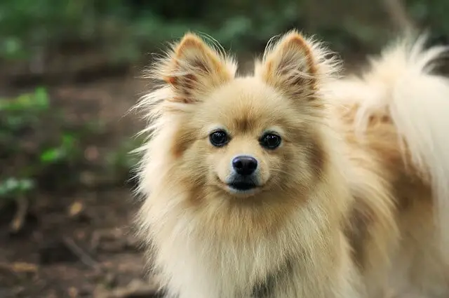 pomeranian front