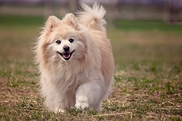 pomeranian in park