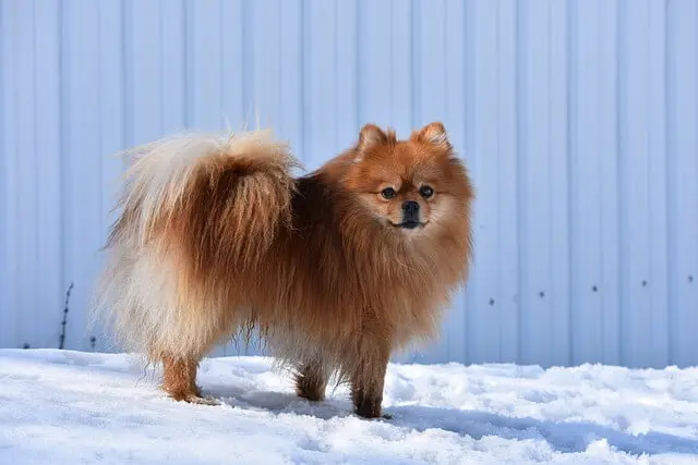 pomeranian in snow