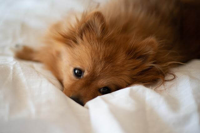 pomeranian on bed