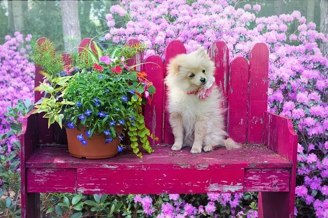 pomeranian on bench