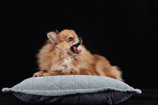 pomeranian on cushion