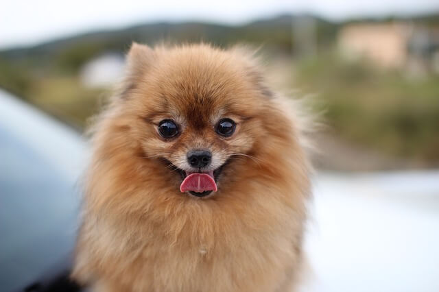 pomeranian on the hood