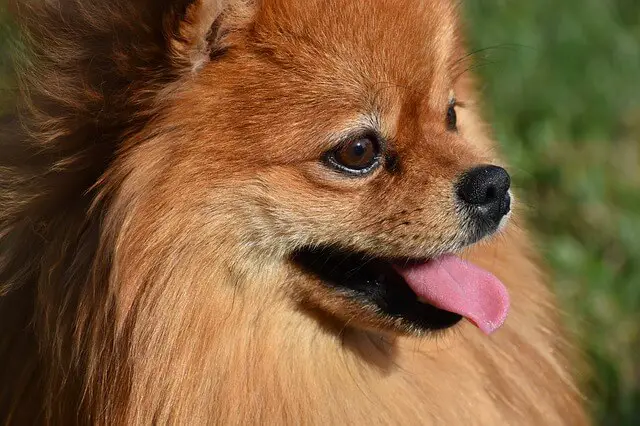 pomeranian profile