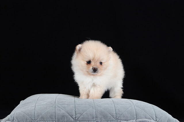 pomeranian puppy