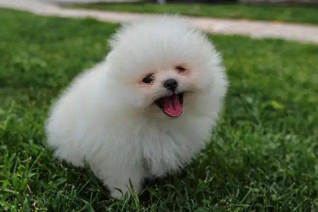 pomeranac