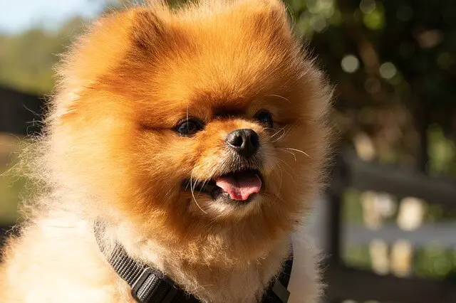 pomeranian