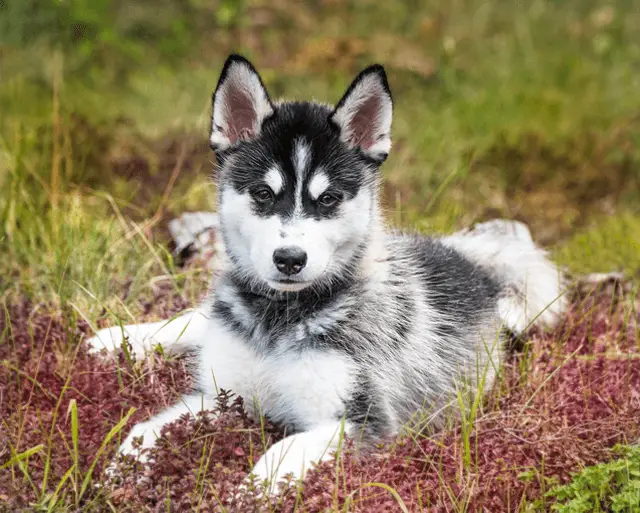 pomsky laying