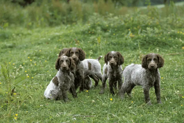 Pont-Audemer Spaniel dogs