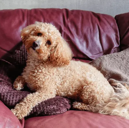 poochon on couch