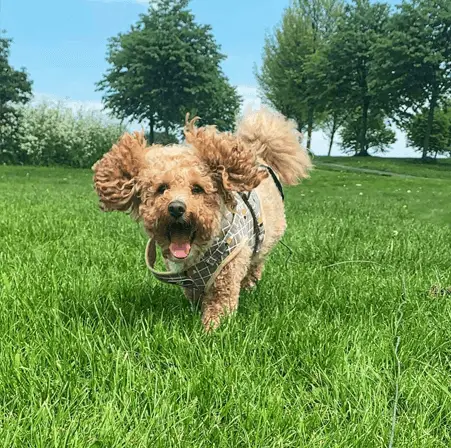 poochon on grass