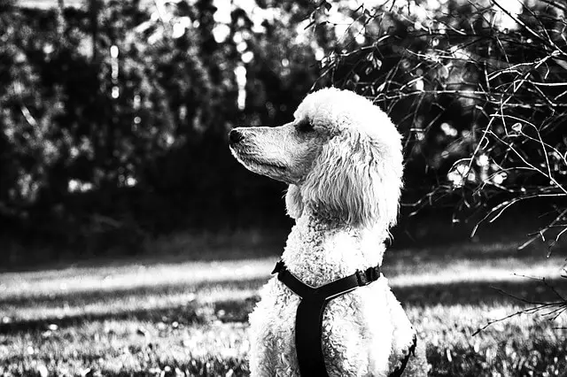 poodle black and white