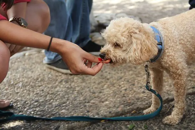 poodle getting a treat