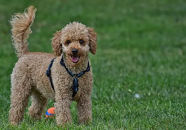 poodle guide dog