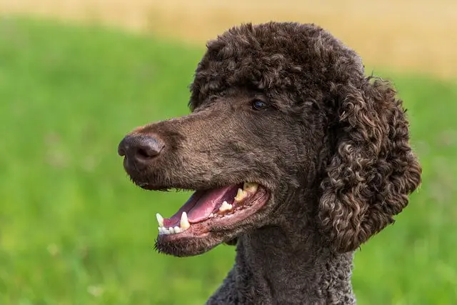 poodle hairdo