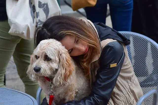 abrazo de caniche