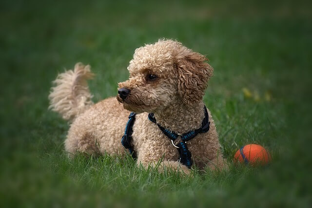 poodle in park