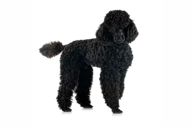 Poodle Medium